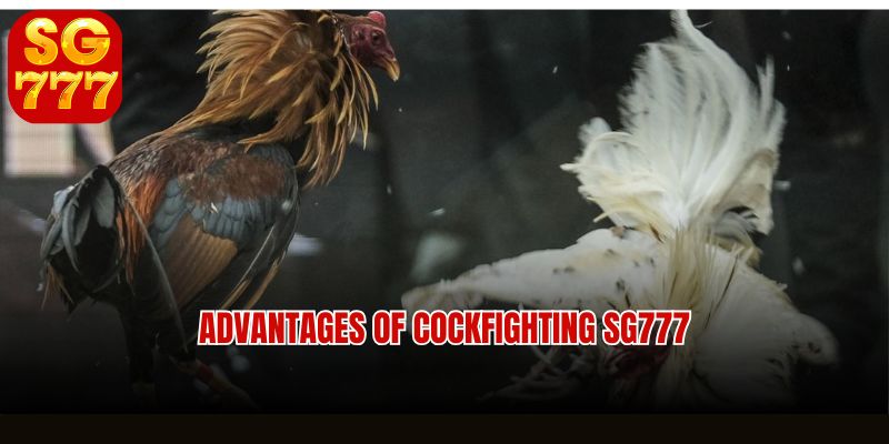 Advantages of cockfighting SG777