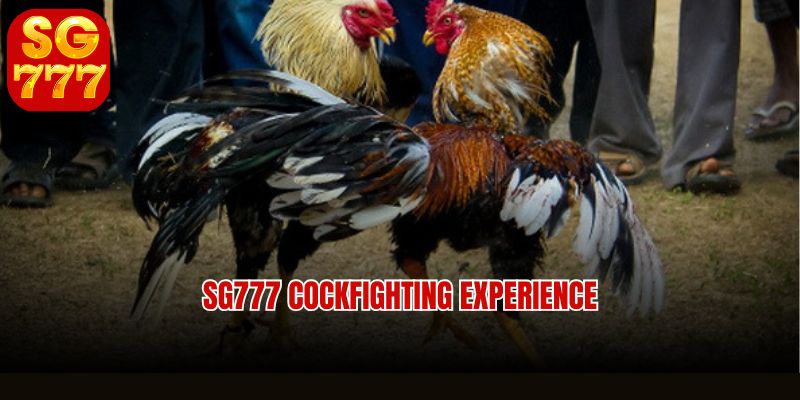 SG777 cockfighting experience