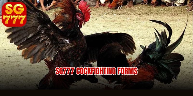 SG777 cockfighting forms