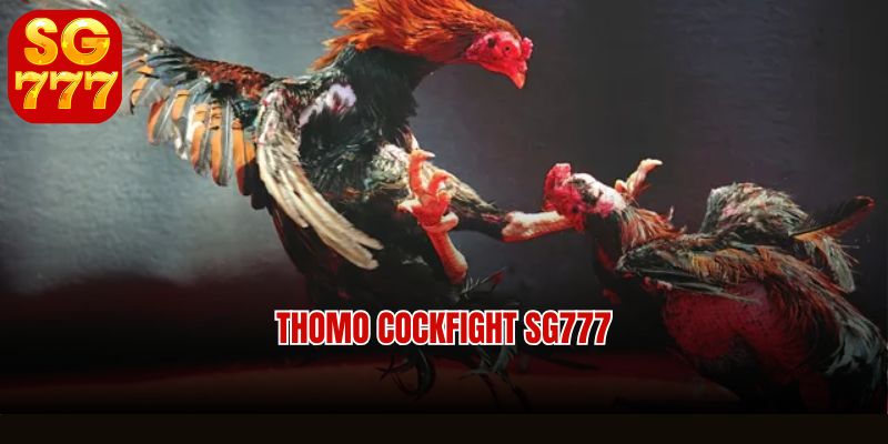 Thomo cockfight Sg777 is prestigious and dramatic with a great winning rate