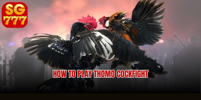 Expert betting tips for Thomo Cockfight Sg777