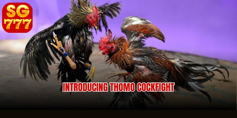 Live streaming Thomo cockfight Sg777 in HD